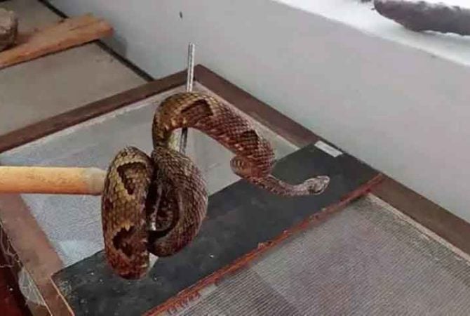 Surgimento de cobras em áreas urbanas ocorrem em várias partes do país