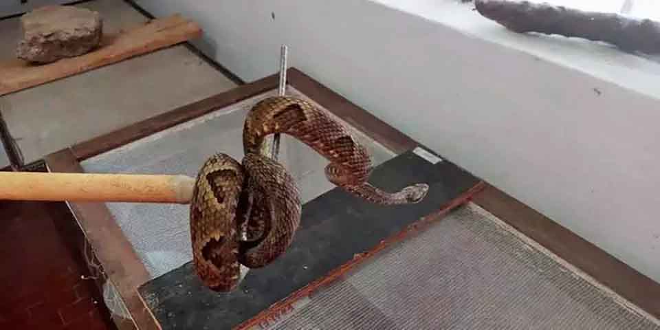 Também em 2022, uma jararaca foi encontrada numa estufa no campus de Agronomia da Universidade Federal de Viçosa (MG). A cobra, uma das mais venenosas no Brasil, tinha 1,5 metro de comprimento, foi retirada por bombeiros e levada para uma mata nativa.-Divulgação Bombeiros 