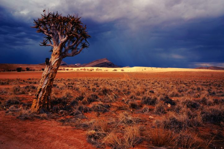 Situado no sudoeste da África, a Namíbia é um verdadeiro tesouro natural e cultural, conhecido por paisagens desérticas de tirar o fôlego e uma rica diversidade biológica.