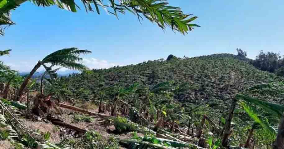Massaranduba é conhecida como a "capital do arroz", com várias propriedades rurais que cultivam o grão. -Divulgação prefeitura de Massaranduba 