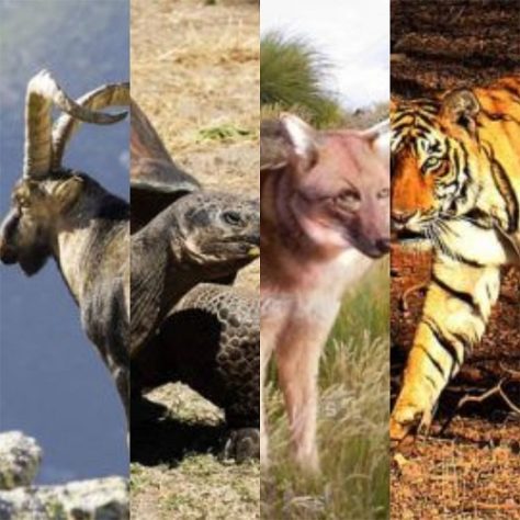 Espécies de animais recentes que estão extintas