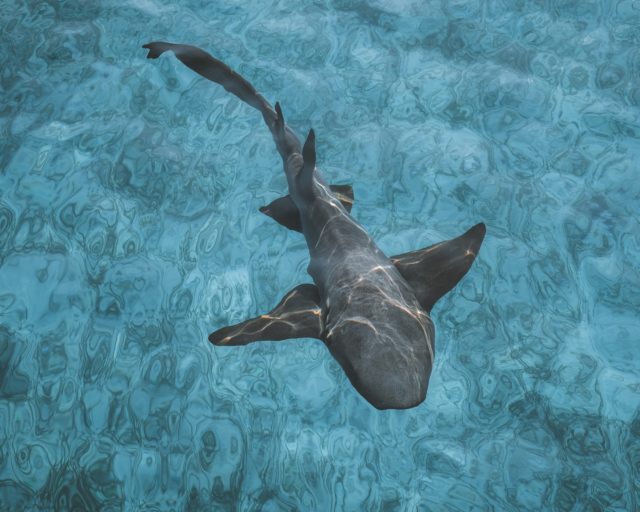 Surpreendentemente, o Brasil foi o primeiro país a concordar com um tratado que proíbe essa prática. O artigo afirma que o país adquire carcaças e cortes do animal sem as nadadeiras de nações como China e Espanha, além do Uruguai, que exporta carne processada de tubarão.