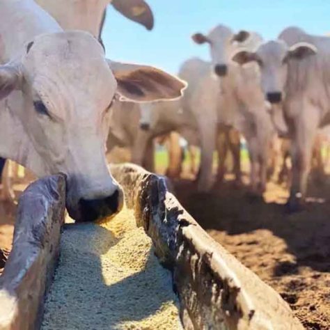 Cidade do Paraná faz estrume de porco virar energia elétrica