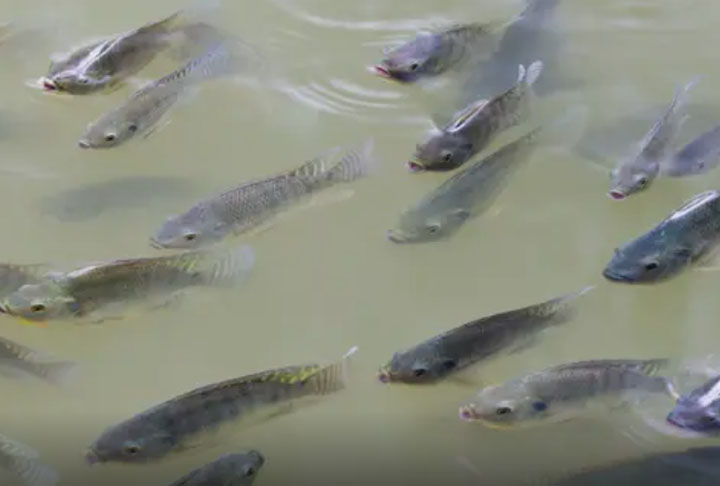 "Não há confinamento adequado na maioria das aquiculturas e há tantos escapes que ela acaba chegando até o mar, deixando um rastro de impactos”, completou Vitule.