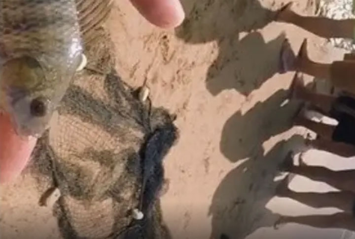 Jean Vitule: “Tilápia não é galinha, não fica confinada de fato. Você não vê galinha em uma unidade de conservação vivendo solta no meio do mato. Mas a tilápia você vê em unidades de conservação, o que é um problema".