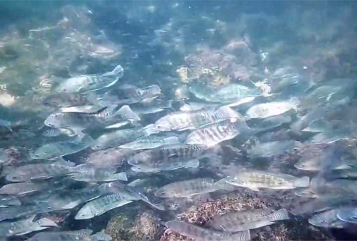 Especialistas fizeram um alerta pedindo um controle mais rígido, pois há tilápias, inclusive, em unidades de conservação. 