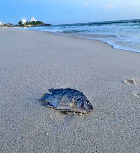 Os registros de tilápias foram feitos desde o Maranhão até Santa Catarina, passando por Espírito Santo, São Paulo e pelo Rio de Janeiro. 