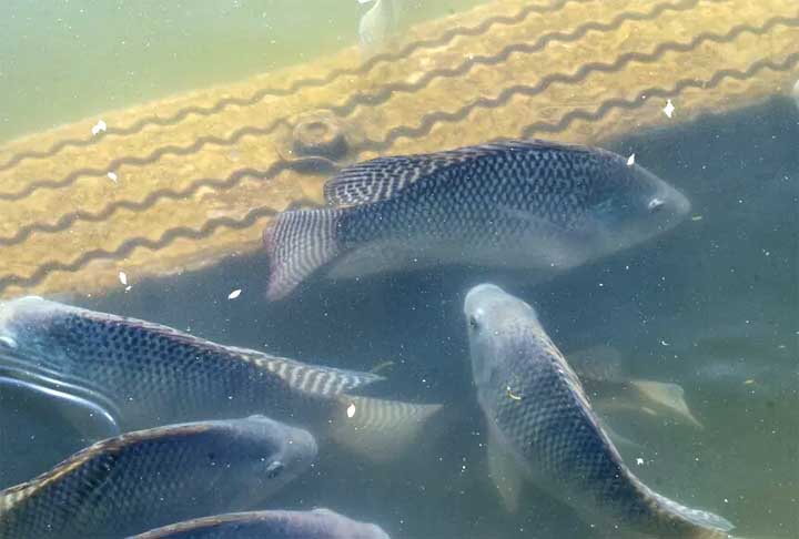 Uma invasão prejudicial em diferentes aspectos, de acordo com o estudo porque a tilápia compete com espécies nativas por recursos, alimentos e espaço.