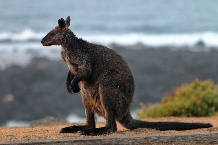Os cangurus-wallaby são menores e têm pernas mais curtas, o que os torna mais adequados para viver em florestas. - wikimedia commons Ed Dunens