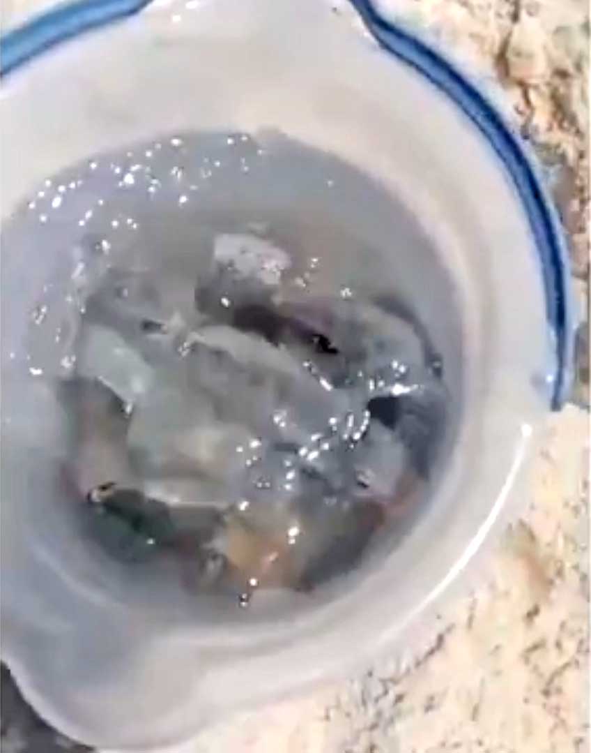 De acordo com pesquisadores, a tilápia é um bicho territorialista. Ela pode predar vários organismos, desde peixinhos até camarões, crustáceos e corais. Inclusive, pode causar até a extinção de algumas espécies.