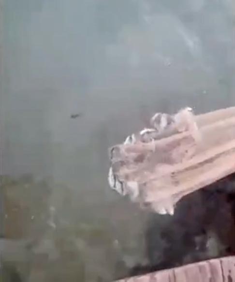 Originária da África, a tilápia foi introduzida no Brasil nos anos 1970 com fins comerciais e é cultivada em cativeiro. Mas sua fuga para a costa pode causar desequilíbrio ambiental. Afinal, ela compete com espécies nativas e afeta a qualidade da água.