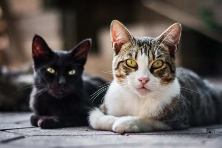 Especificamente para cães e gatos, os nomes Tigrão e Leão ganham destaque entre os mais citados.