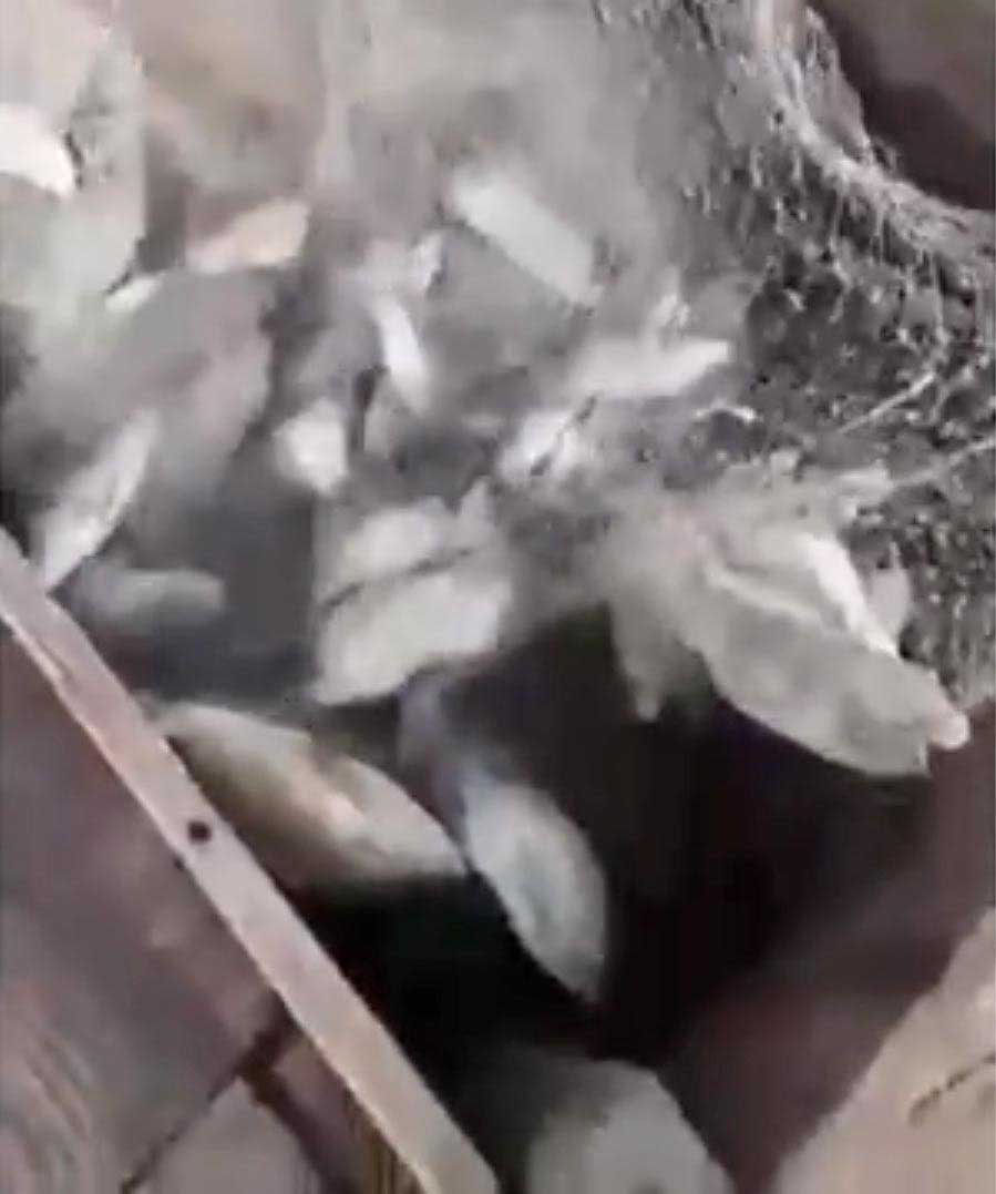 A tilápia se reproduz rápido e pode predar ovos de espécies menores, alterando o equilíbrio trófico. Também interfere na nutrição dos viveiros ao capturar fósforo, degradando a qualidade hídrica. O debate sobre seu cultivo segue em pauta. 