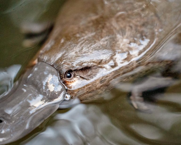 “Os ornitorrincos viajam longas distâncias em terra e também usam as áreas de drenos das rodovias [para se locomover]”, afirma Greg Irons, diretor do Bonorong Wildlife Sanctuary, para o canal ABC News. Então, é possível observá-los em estradas, estando 100% saudáveis.