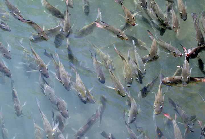 Um estudo publicado recentemente na revista científica 