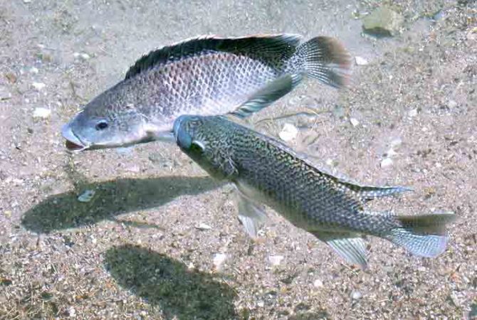Saiba por que a invasão de Tilápias gera preocupação no Brasil