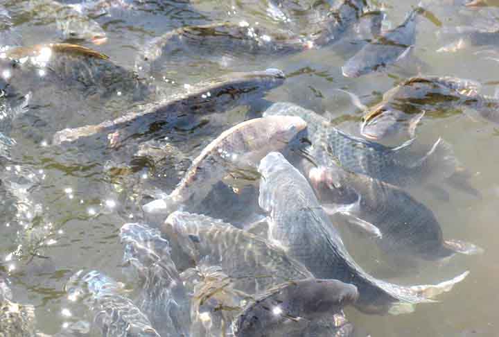A costa brasileira, aliás, passa por uma intensa invasão de tilápias. Apesar de ser um peixe nativo de água doce, tem sido muito comum encontrá-lo em mares brasileiros. 