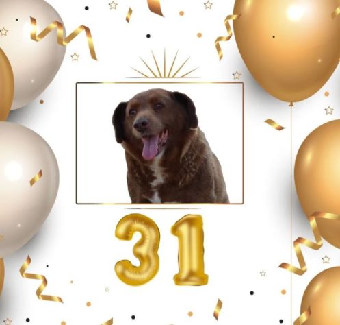 Cão mais velho do mundo 