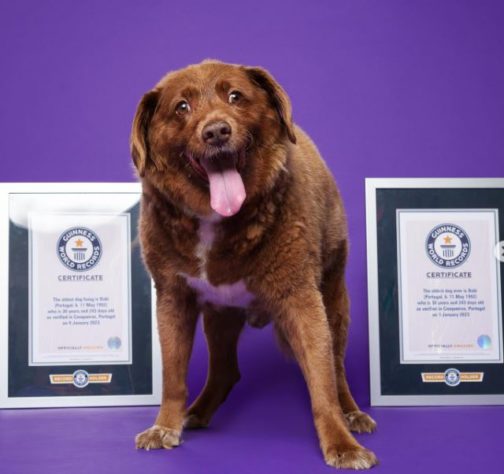 Cão mais velho do mundo 
