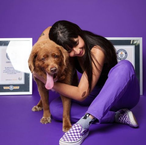 Cão mais velho do mundo 
