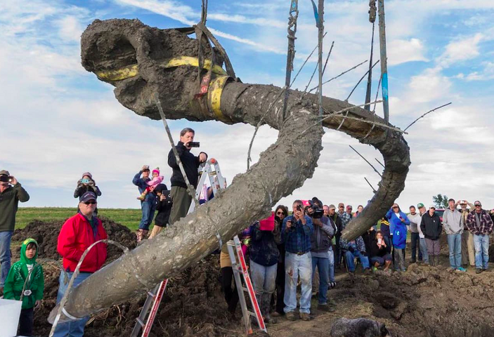 Fóssil gigante de mamute é encontrado por fazendeiros nos EUA