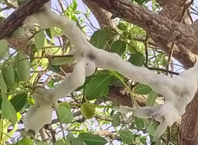 “Gelo” misterioso em árvore intriga agricultores no interior do Ceará