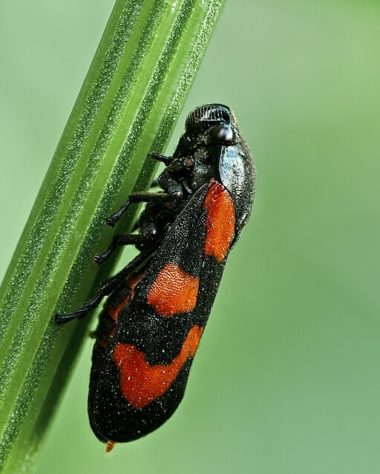 Animais barulhentos