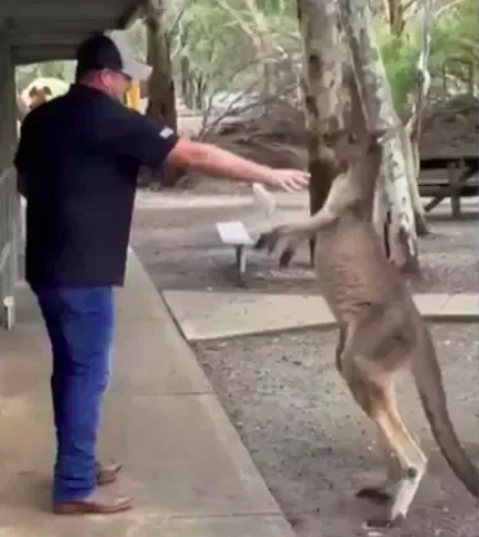 Em junho, um homem norte-americano foi flagrado ?lutando? com um canguru no parque Cohunu Koala, em Perth, na Austrália. Ele estava tentando ajudar uma mulher que estava sendo perseguida pelo animal. - reprodução tiktok