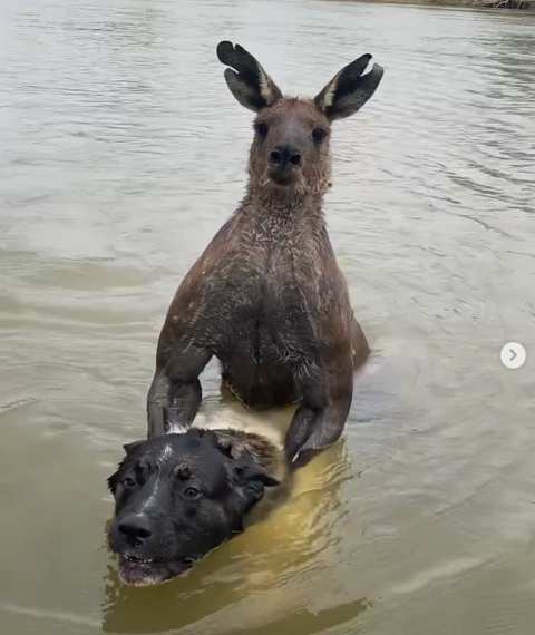 Homem sai na mão com canguru para salvar cachorro na Austrália
