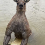Homem troca socos com canguru para salvar cachorro na Austrália