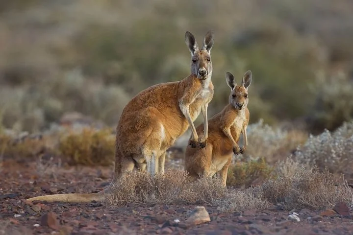 Existem mais de 60 espécies de cangurus, que variam em tamanho de 30 centímetros a 3 metros de comprimento. Os cangurus vermelhos são as espécies mais comuns e são encontrados em toda a Austrália.