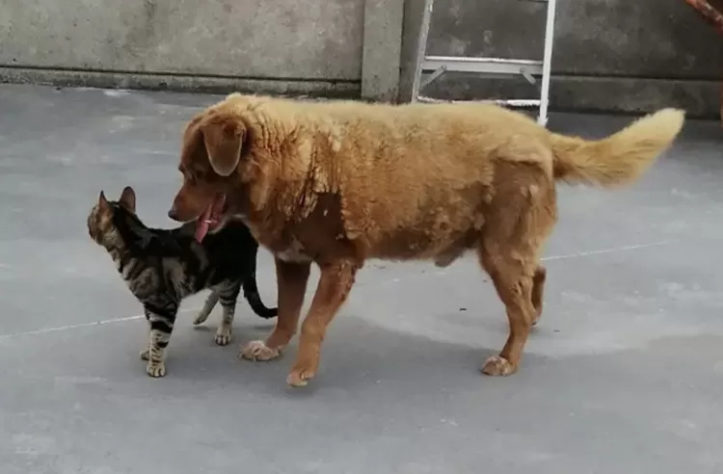 Cão mais velho do mundo 