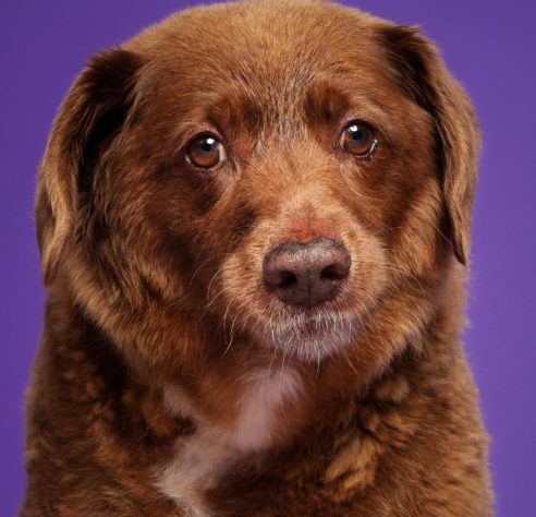Cão mais velho do mundo 