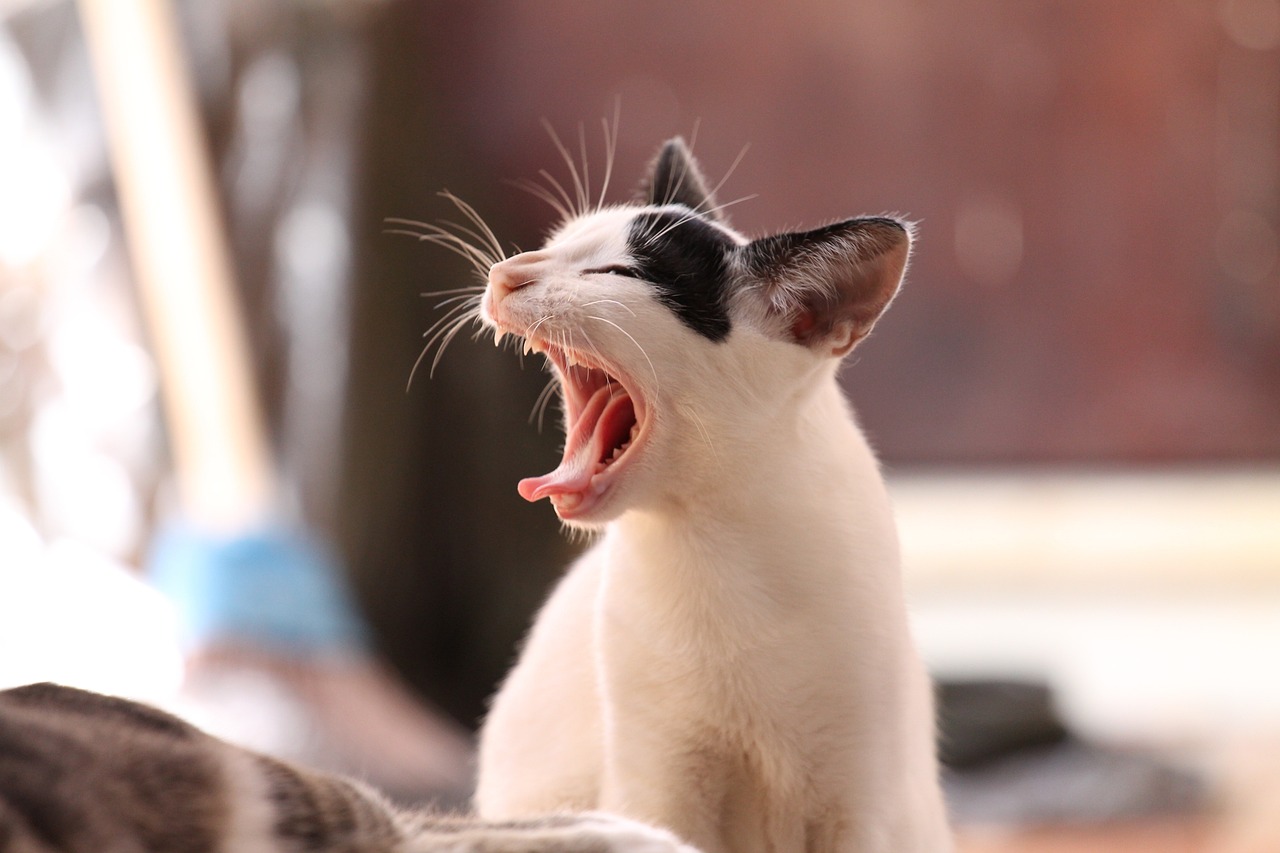 O cérebro de um gato apresenta uma semelhança biológica mais próxima ao cérebro humano do que o cérebro de um cão, compartilhando uma região responsável pelas emoções.-Pixabay