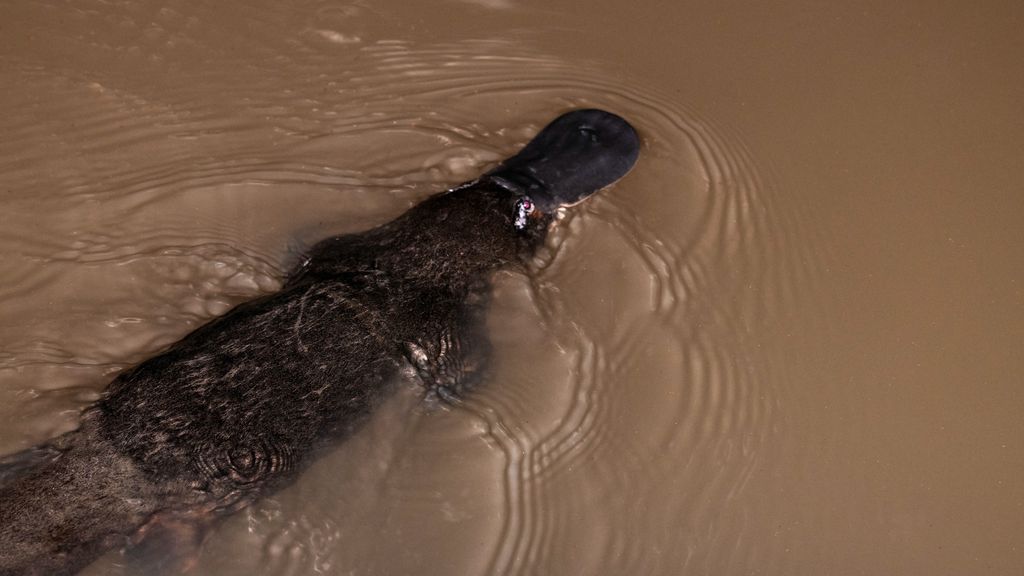 O ornitorrinco é um mamífero australiano da Ordem Monotremata, tendo como principal característica o fato de ser um mamífero que põe ovos. Ele é carnívoro e se alimenta de pequenos animais, como insetos e camarões.