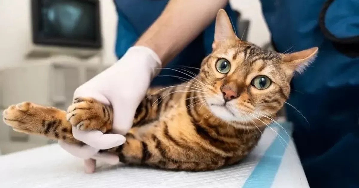 Doença transmitida por gatos se espalha no Brasil