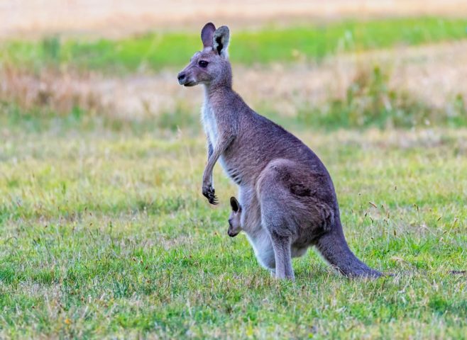 O fato de serem marsupiais significa que as fêmeas carregam seus filhotes em uma bolsa até que eles estejam prontos para viver por conta própria. 