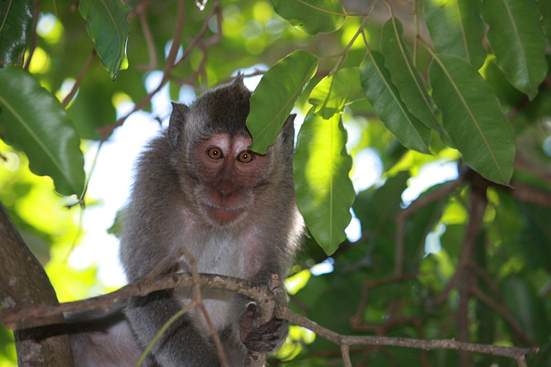 De acordo com a observação, com o tempo os macacos perceberam quais pertences têm maior 