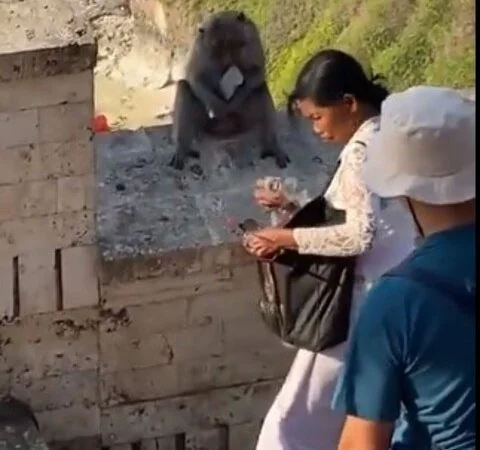 Pra quem não viu: Macacos espertos pegam celulares de turistas e trocam por comida