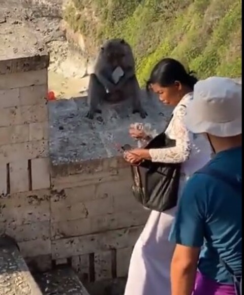 Recentemente, viralizou nas redes sociais um vídeo com cena bastante inusitada: um macaco entrega o aparelho celular para uma mulher depois que ela dá alimentos ao animal. O FLIPAR mostrou e republica para quem não viu. -  (crédito:  Reprodução/Redes Sociais)