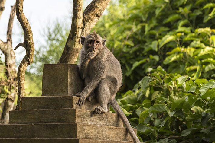 Cientistas criam macaco com olhos verdes fluorescentes e dedos