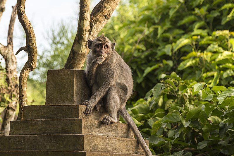 "As quimeras de macacos também têm um enorme valor potencial para a conservação das espécies, se pudessem ser obtidas entre dois tipos de espécies de primatas não humanos, uma das quais ameaçada de extinção", disse  Miguel Esteban, do Instituto de Biomedicina e Saúde de Guangzhou, à CNN.