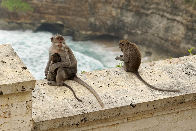 Reportagem do jornal O Globo mostrou que os macacos que habitam os arredores desse templo costumam 