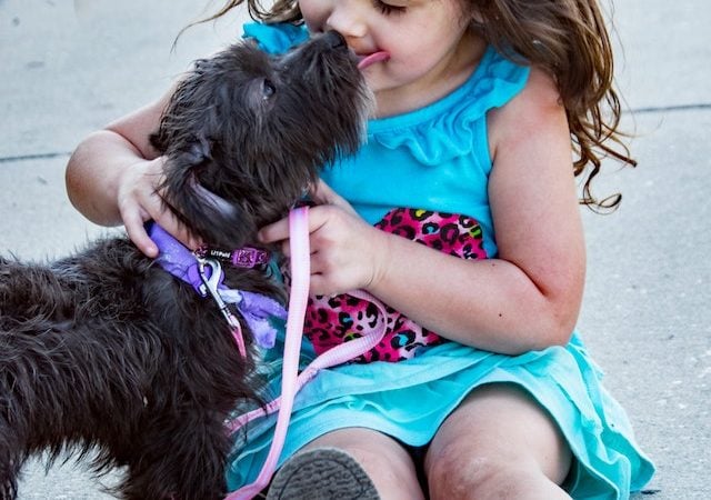 Raças de cachorros que não são indicadas para crianças; entenda o motivo