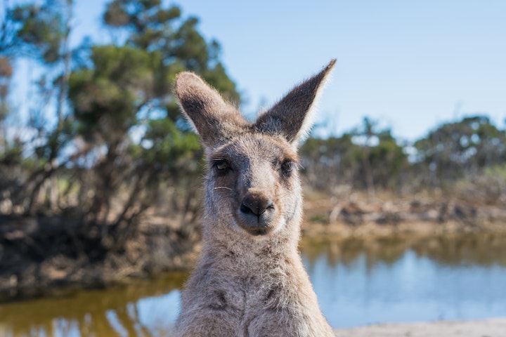 Os cangurus são nativos da Austrália e da Nova Guiné e são o maior mamífero marsupial do mundo. - Ethan Brooke pexels