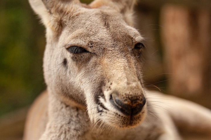 Os cangurus são importantes para o ecossistema australiano. Eles ajudam a controlar a população de plantas e são uma fonte de alimento para outros animais, como dingos e aves. - Karen Laårk Boshoff pexels