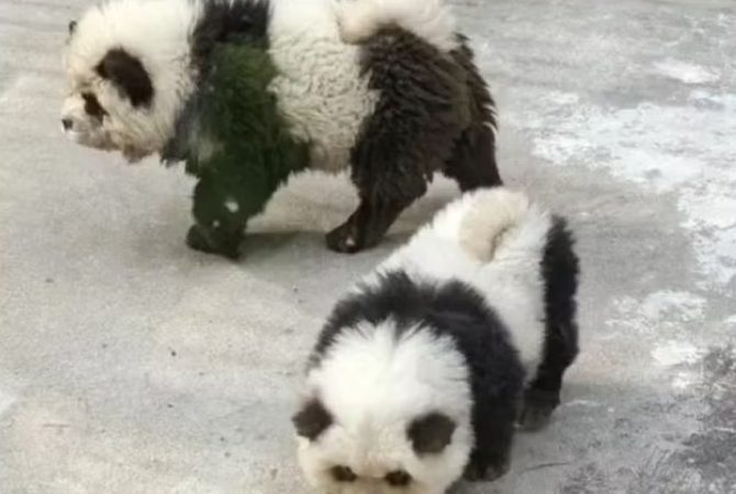 Zoo na China pinta cachorros e diz que são pandas