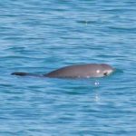Vaquitas -