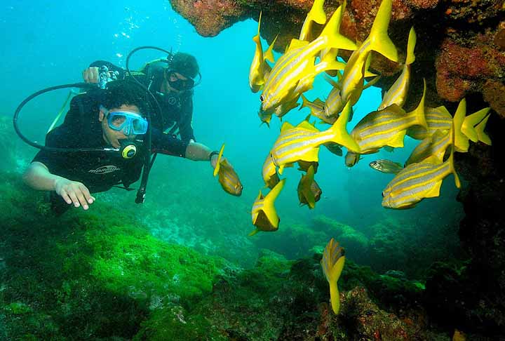 Os corais desempenham um papel crucial na pesca, pois servem como berÃ§Ã¡rios para muitas espÃ©cies marinhas, contribuindo para a reproduÃ§Ã£o de peixes consumidos pela populaÃ§Ã£o.