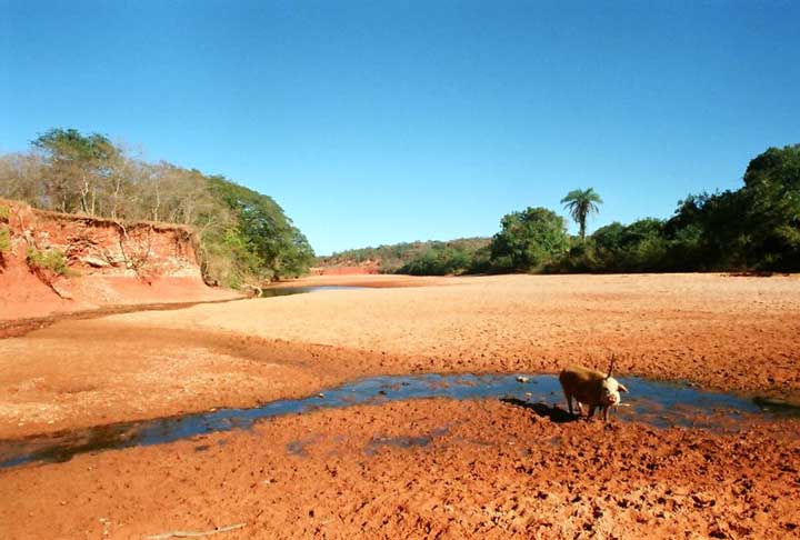 "Antes tinha mais chuva. Agora diminuiu, descontrolou. Por isso, a gente tem que trabalhar com irrigação. Se não for assim, não tem como sobreviver", diz um fazendeiro para a AFP.